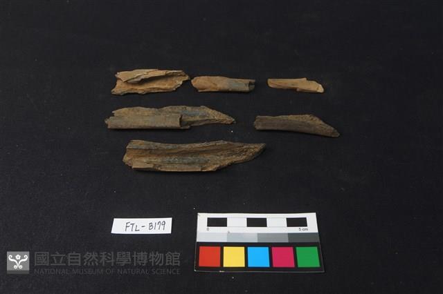 獸骨藏品圖，第1張