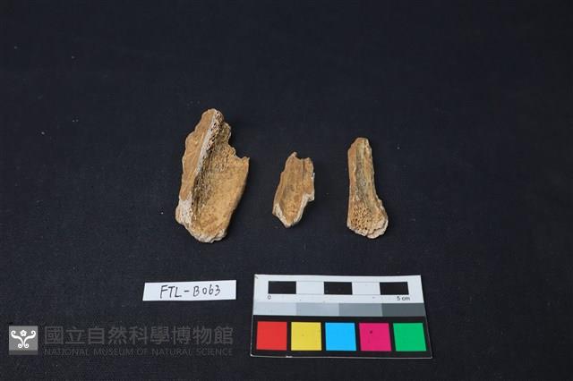 獸骨藏品圖，第1張