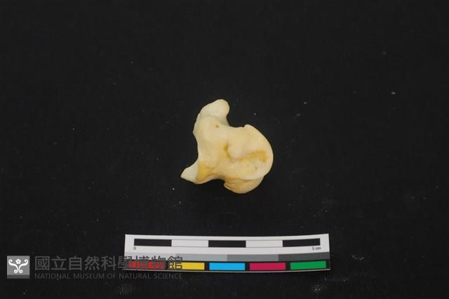 豬骨藏品圖，第1張