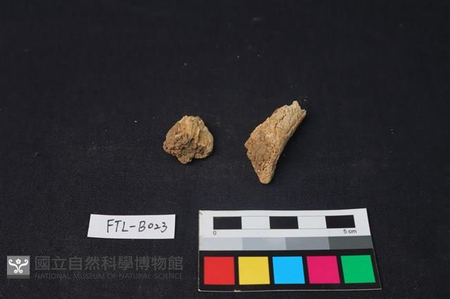 獸骨藏品圖，第1張