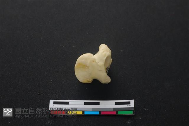 豬骨藏品圖，第1張