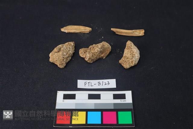 獸骨藏品圖，第1張