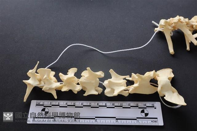 狗骨藏品圖，第1張