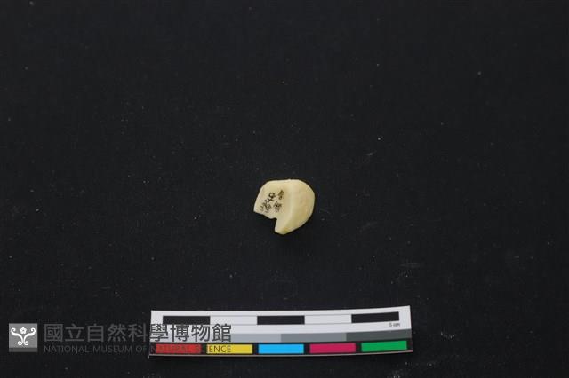 豬骨藏品圖，第1張