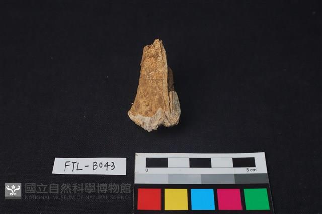 獸骨藏品圖，第1張