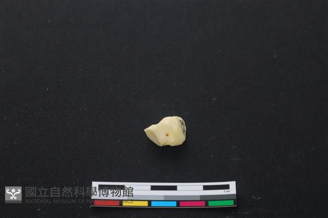 豬骨藏品圖，第1張