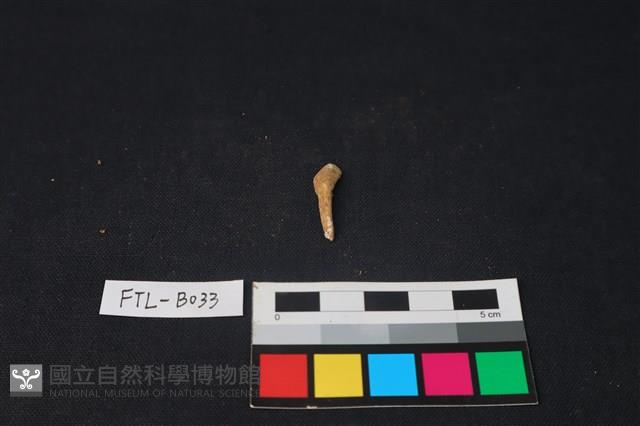 鹿骨藏品圖，第1張