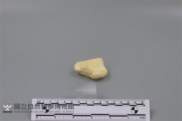 豬骨藏品圖，第1張