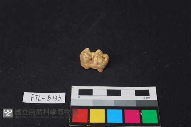 豬骨藏品圖，第1張