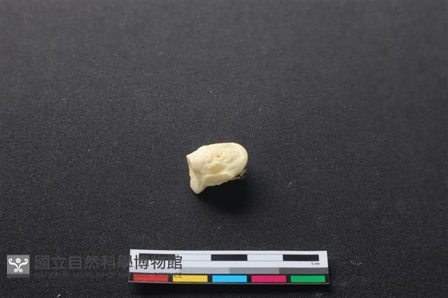 豬骨藏品圖，第1張