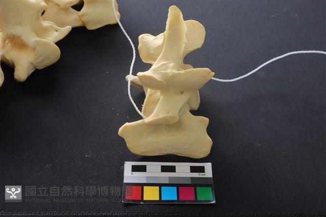 豬骨藏品圖，第4張