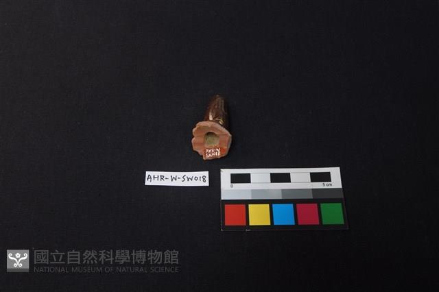 茶壺藏品圖，第4張