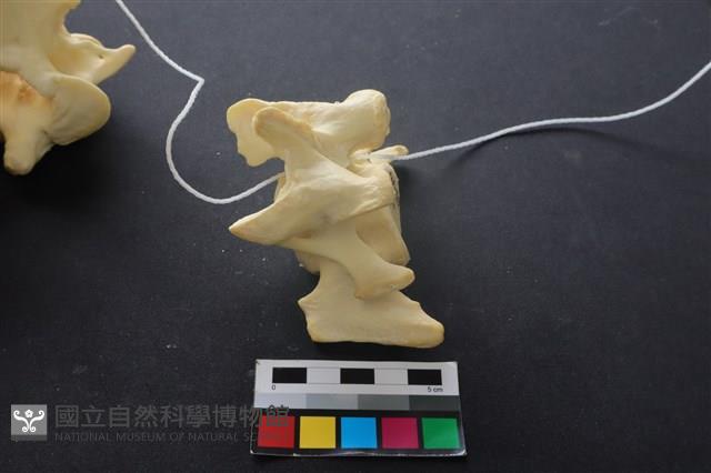 豬骨藏品圖，第4張