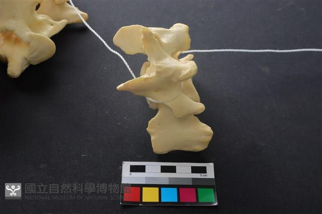 豬骨藏品圖，第4張