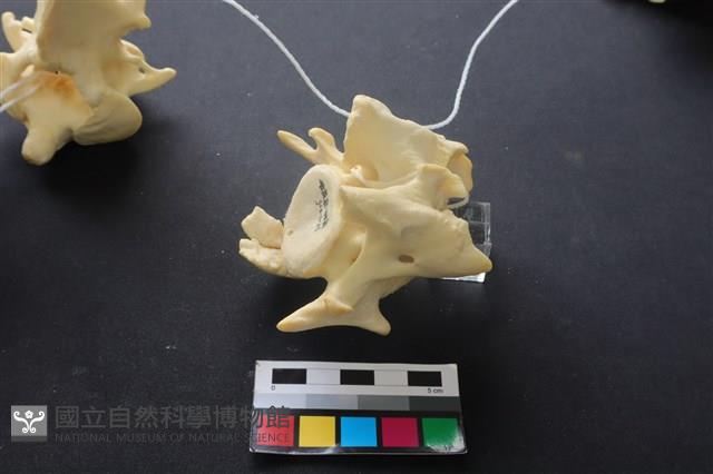 豬骨藏品圖，第4張
