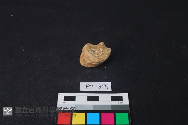 獸骨藏品圖，第3張