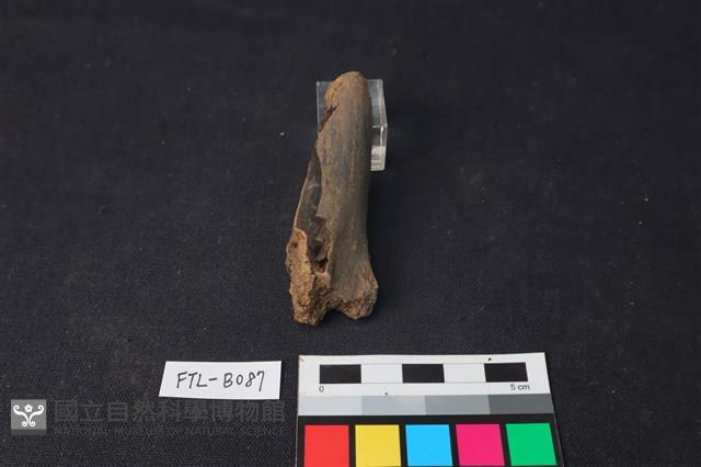 獸骨藏品圖，第3張