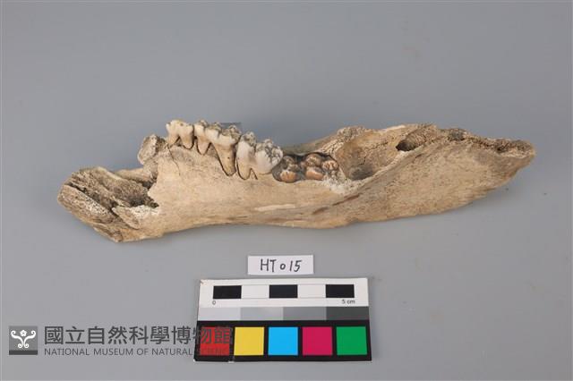 獸骨藏品圖，第3張