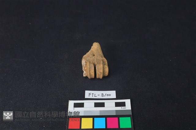 鹿骨藏品圖，第3張