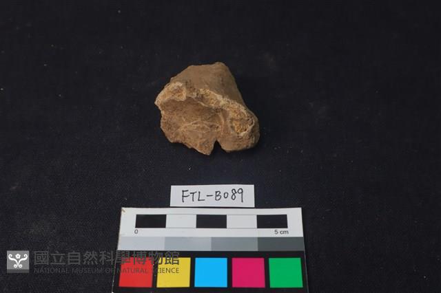 鹿骨藏品圖，第3張