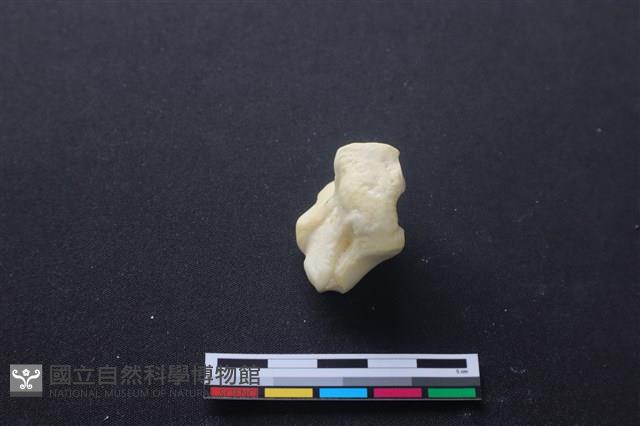 豬骨藏品圖，第3張