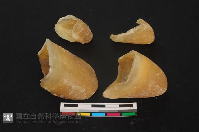 豬骨藏品圖，第3張