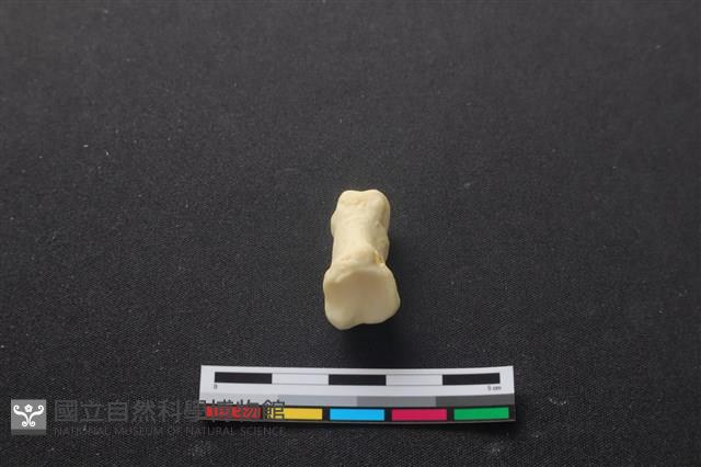 豬骨藏品圖，第3張