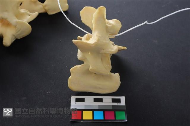 豬骨藏品圖，第3張