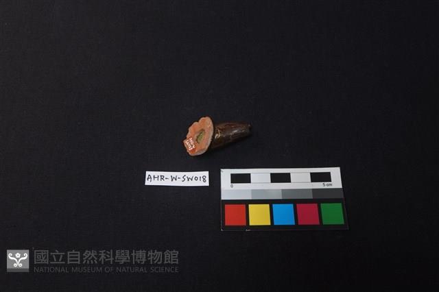 茶壺藏品圖，第3張