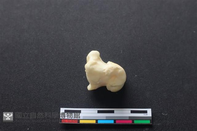 豬骨藏品圖，第3張