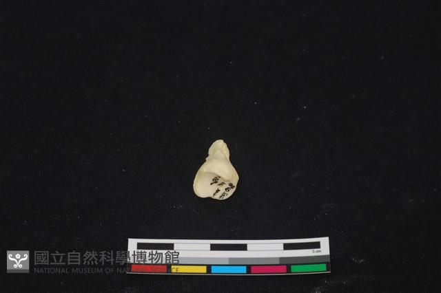 豬骨藏品圖，第3張