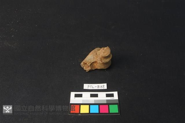 鹿骨藏品圖，第3張