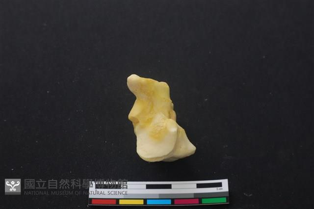 豬骨藏品圖，第3張