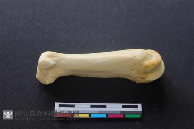 豬骨藏品圖，第3張