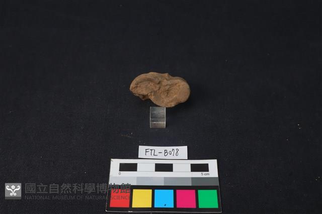 鹿骨藏品圖，第3張