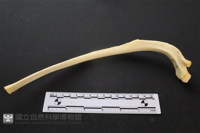 豬骨藏品圖，第3張
