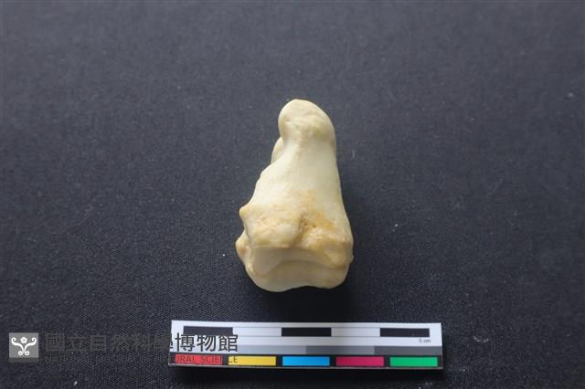 豬骨藏品圖，第3張
