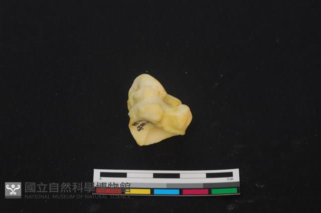 豬骨藏品圖，第3張