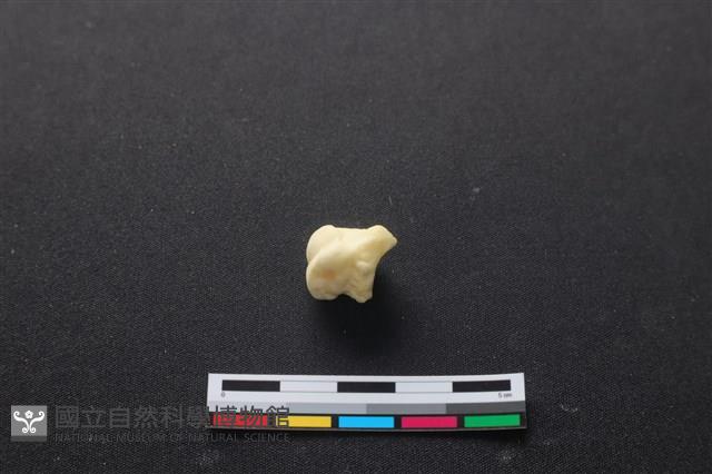 豬骨藏品圖，第3張