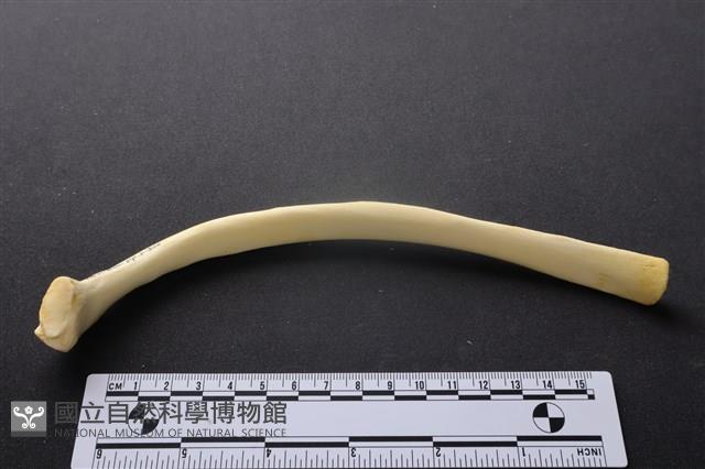 豬骨藏品圖，第3張