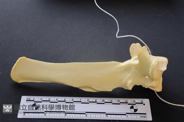 豬骨藏品圖，第3張