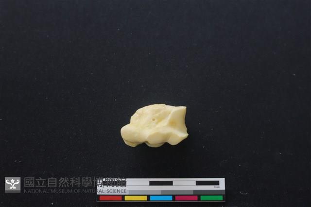 豬骨藏品圖，第3張