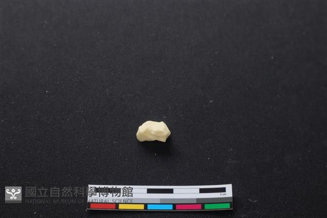 豬骨藏品圖，第3張