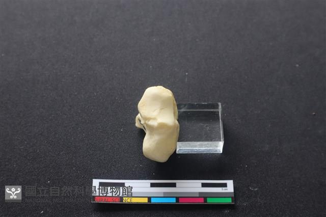 豬骨藏品圖，第3張