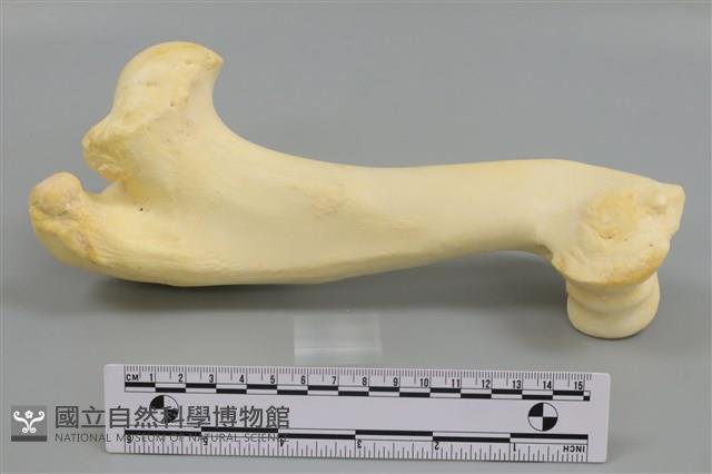 豬骨藏品圖，第3張