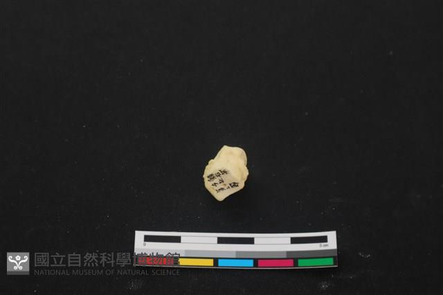 豬骨藏品圖，第3張