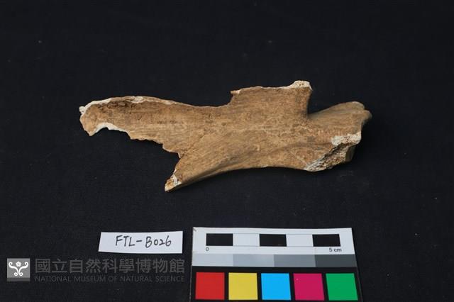 鹿骨藏品圖，第3張