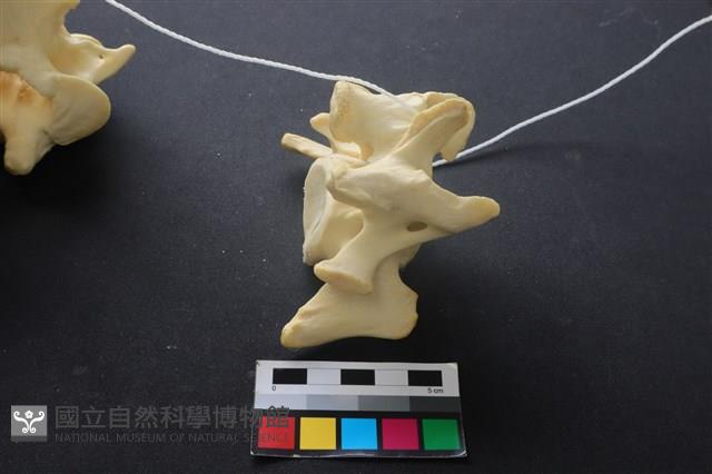 豬骨藏品圖，第3張