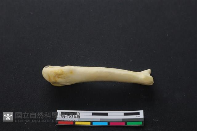 豬骨藏品圖，第3張