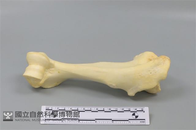 豬骨藏品圖，第3張